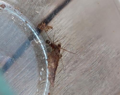 Steatoda grossa